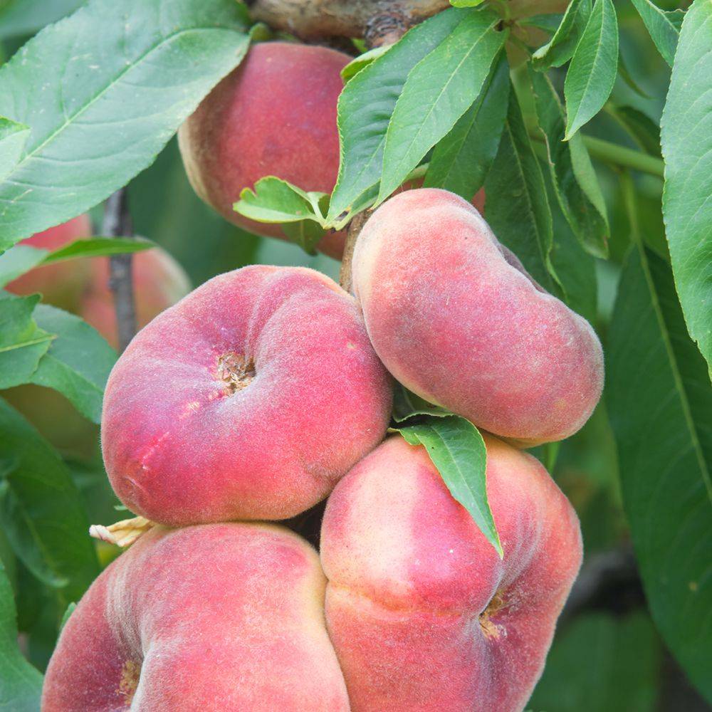 Pêcher de balcon à fruit plats 'Peach Me Donut'  - Fruit Me® - Image 2