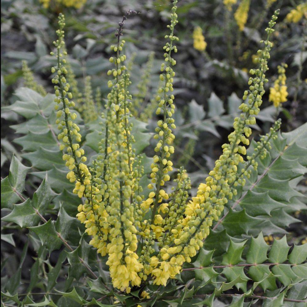 Mahonia du Japon 'Winter Sun' - Image 1