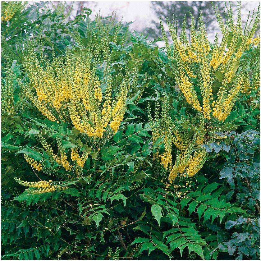Mahonia du Japon 'Winter Sun' - Image 2