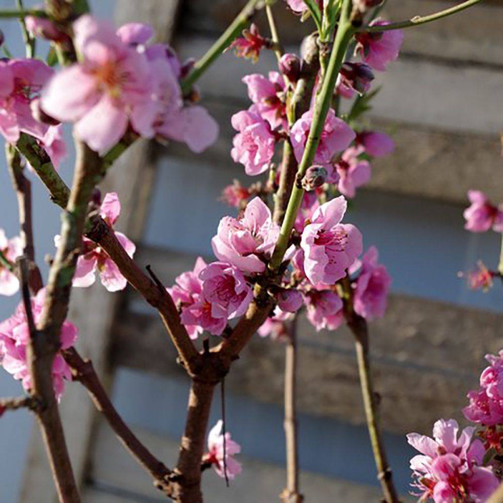 Nectarinier de balcon 'Necta Me' - Fruit Me® - Image 3