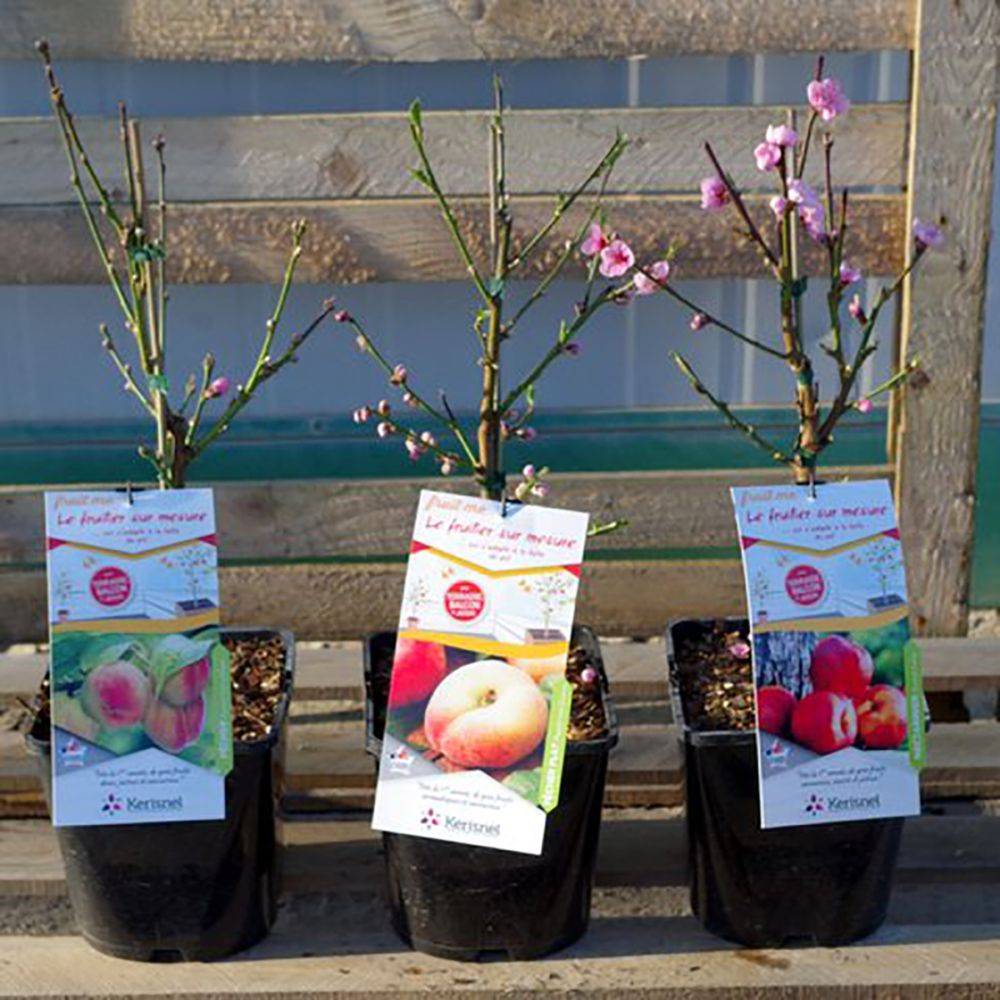 Nectarinier de balcon 'Necta Me' - Fruit Me® - Image 2