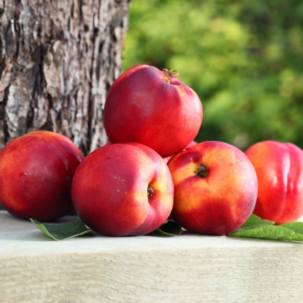 Nectarinier de balcon 'Necta Me' - Fruit Me®