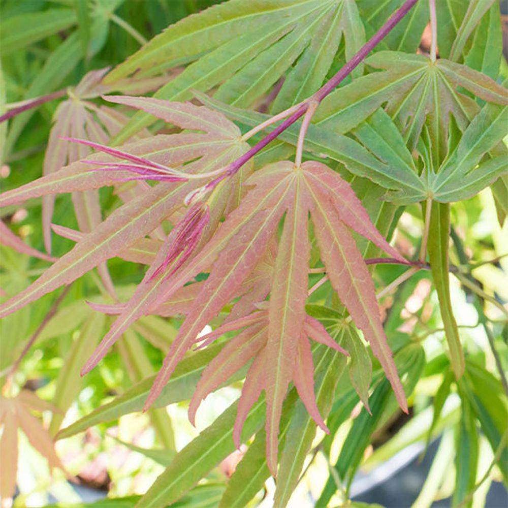 Erable du Japon 'Scolopendrifolium'