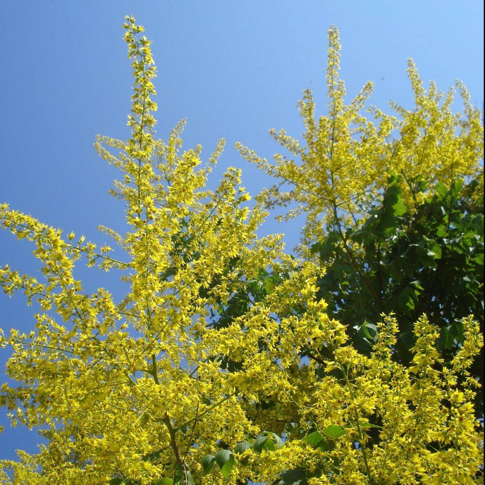 Savonnier - Image 1