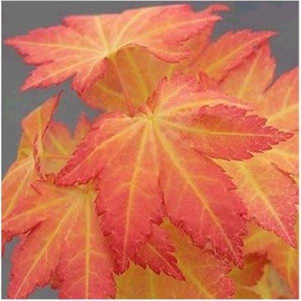 Erable du Japon 'Orange Dream'