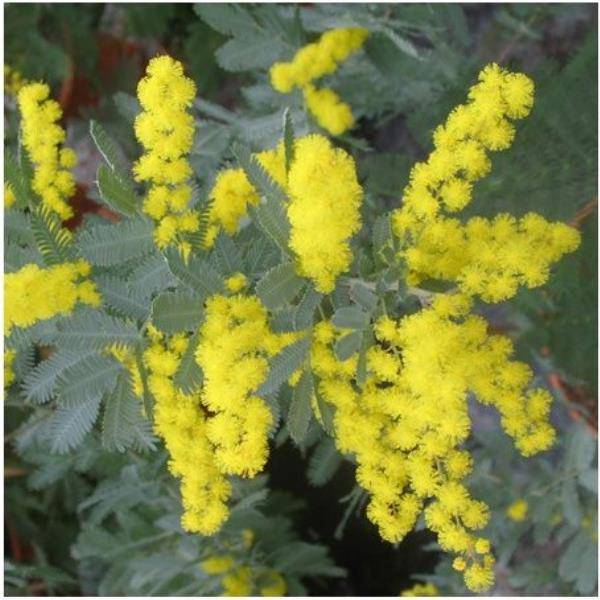 Mimosa de Bailey pourpre (de bouture) - Image 1