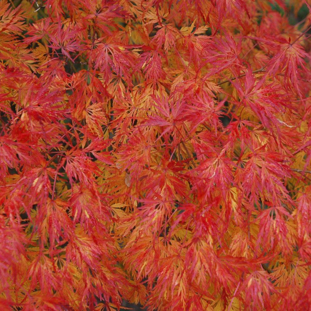 Erable du Japon 'Seiryu' - Image 2