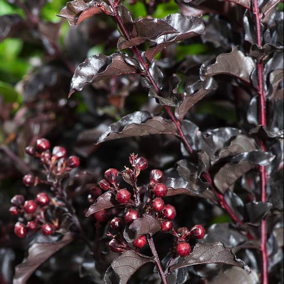 Lilas des Indes Black Solitaire® Purely Purple - Image 2