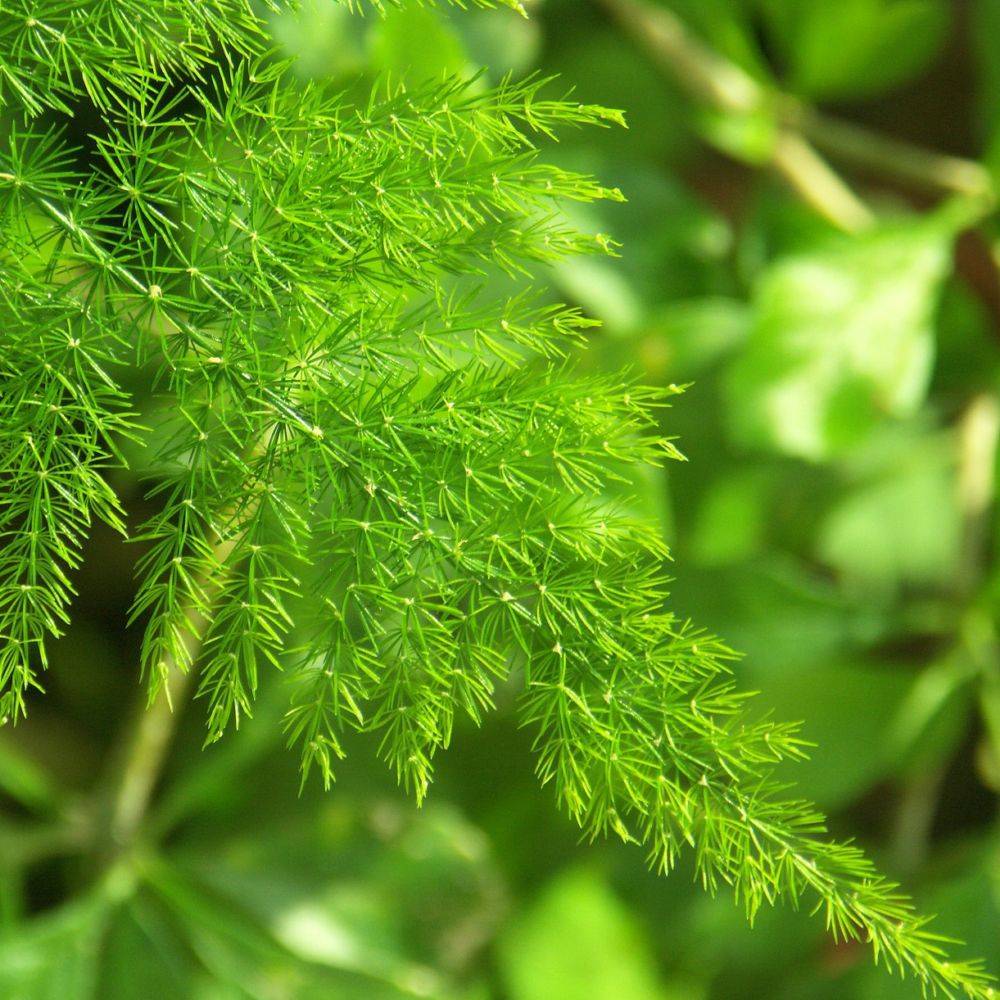 Asparagus plumosus - Image 1
