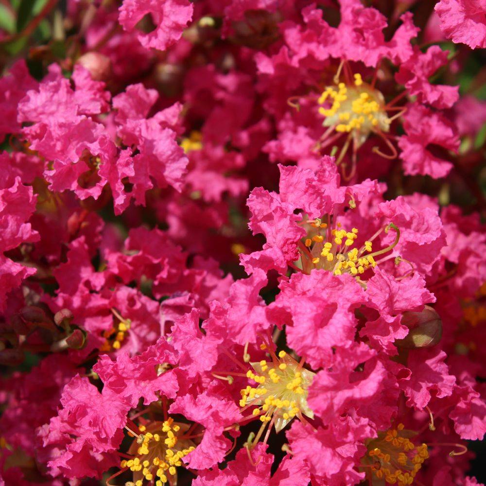 Lilas des Indes Bergerac® - Image 3