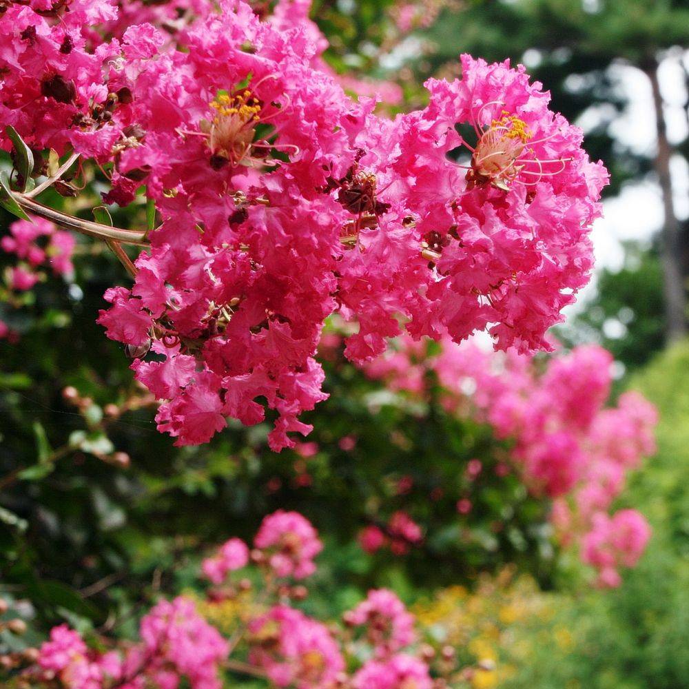 Lilas des Indes Bergerac® - Image 2