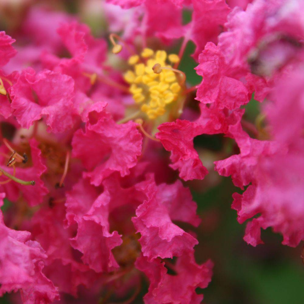 Lilas des Indes Bergerac® - Image 4