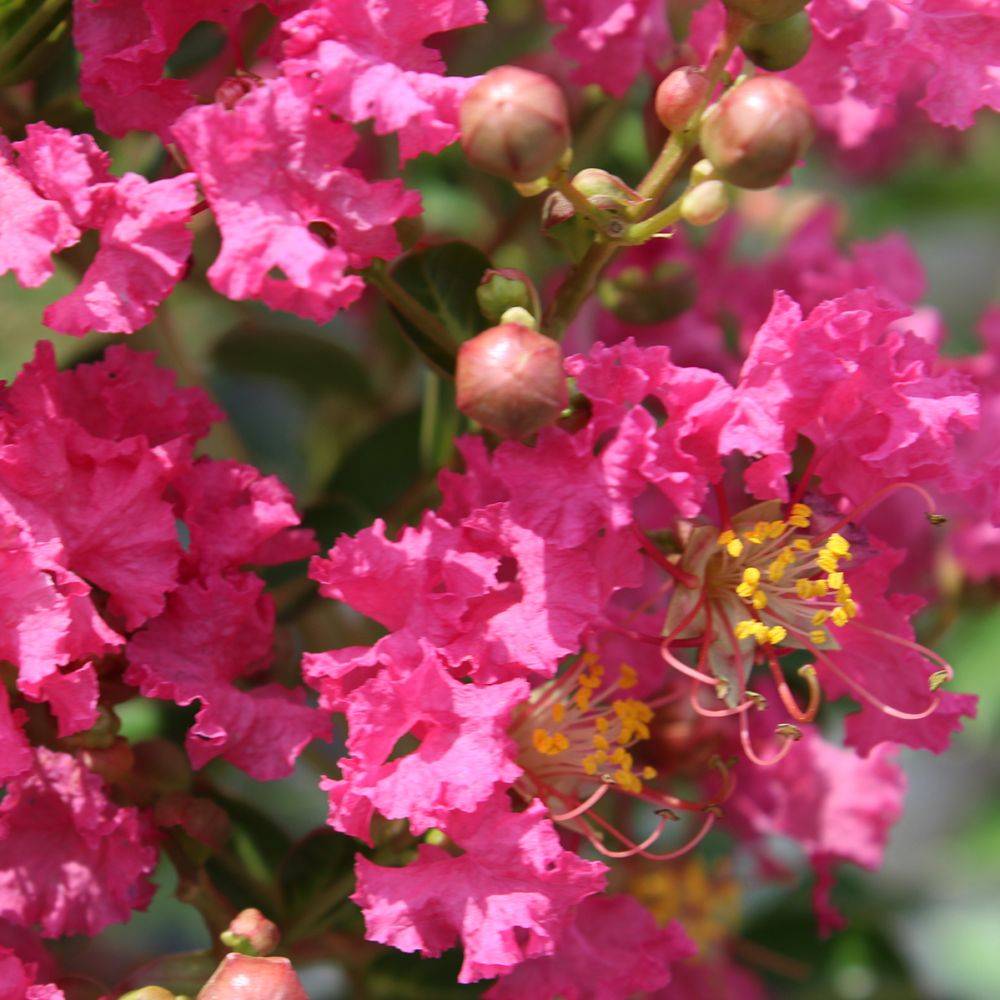 Lilas des Indes Bergerac® - Image 1