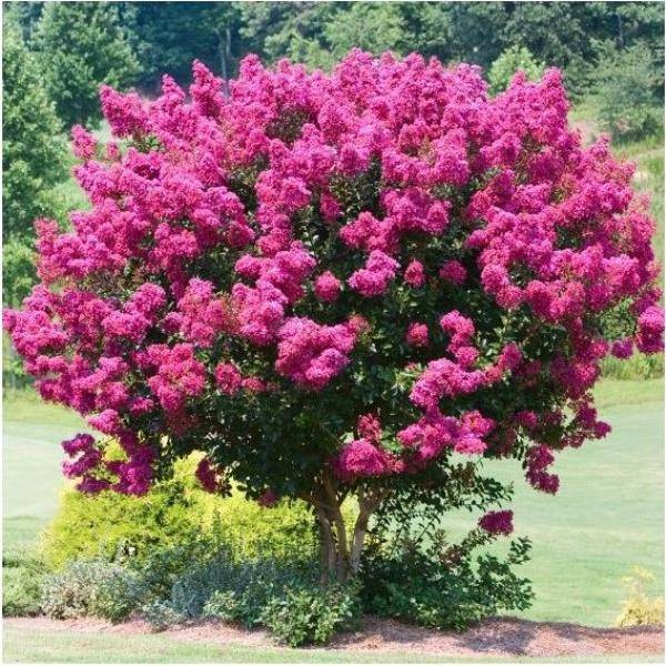 Lilas des Indes Bergerac® - Image 6