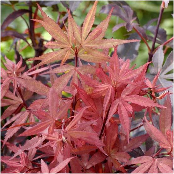 Erable du Japon 'Skeeters Broom' - Image 2