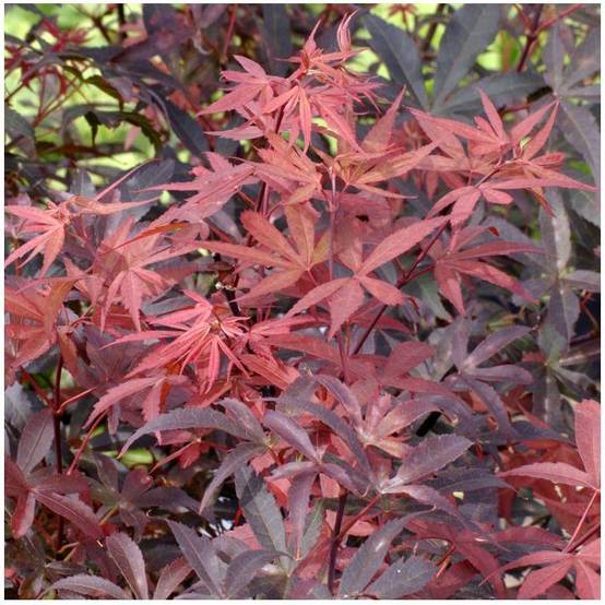 Erable du Japon 'Skeeters Broom' - Image 1
