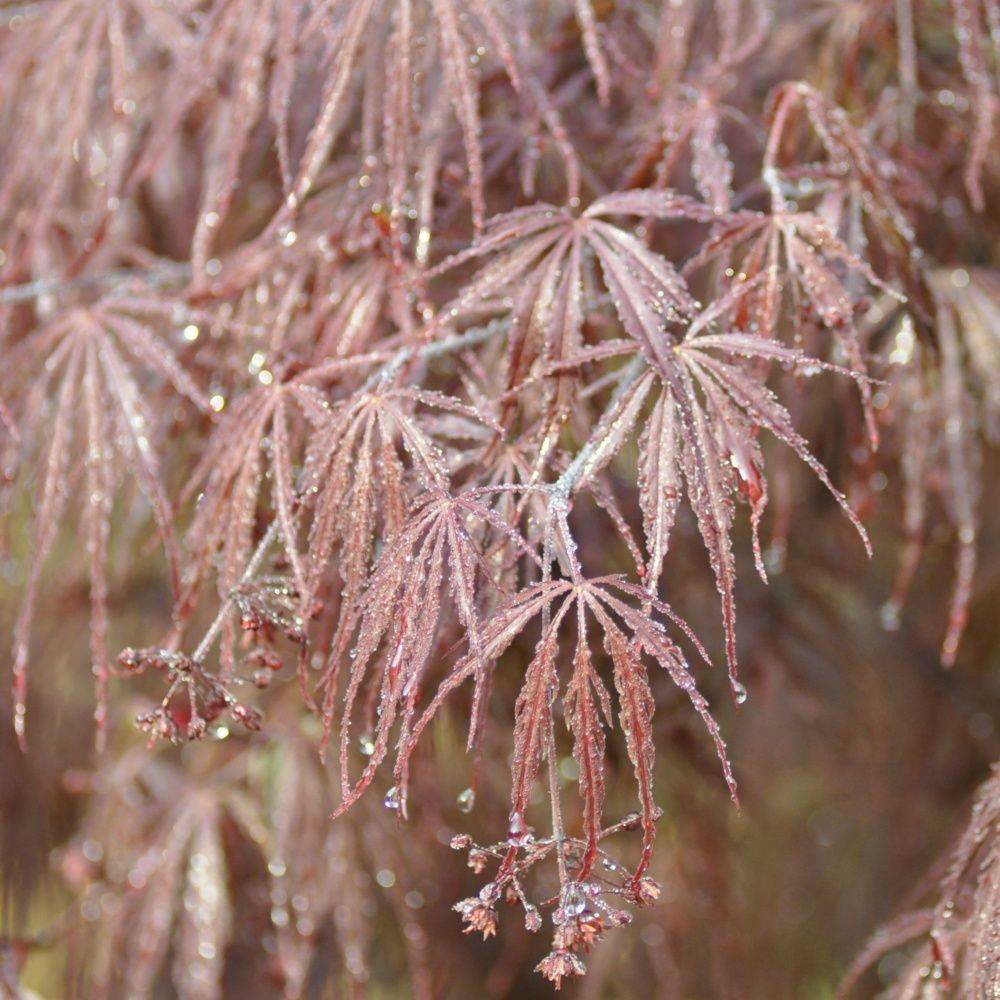Erable du Japon 'Dissectum Garnet' - Image 1