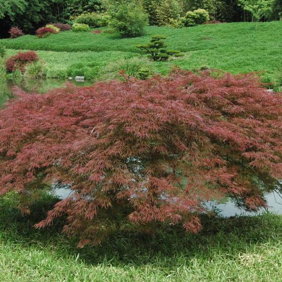 Erable du Japon 'Dissectum Garnet' - Image 2