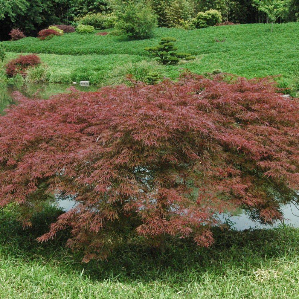 Erable du Japon 'Dissectum Garnet' - Image 2