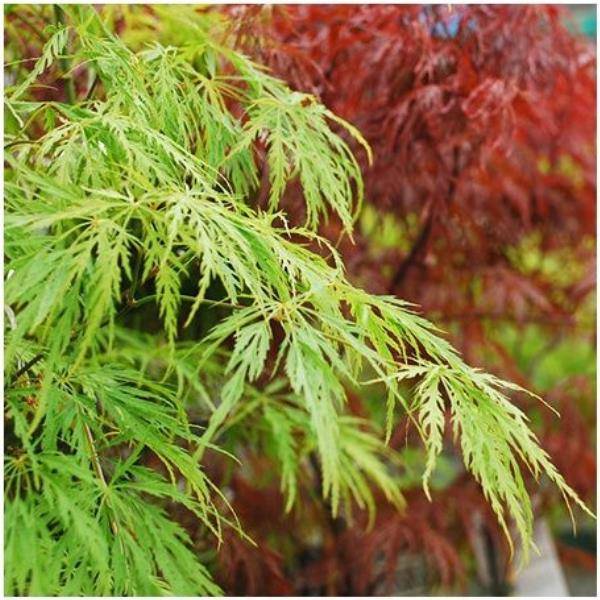 Erable du Japon 'Seiryu'