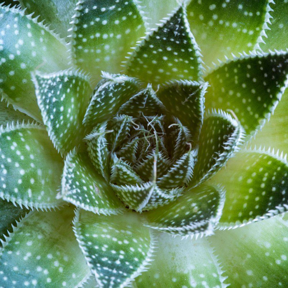 ALOE aristata à fleurs oranges
