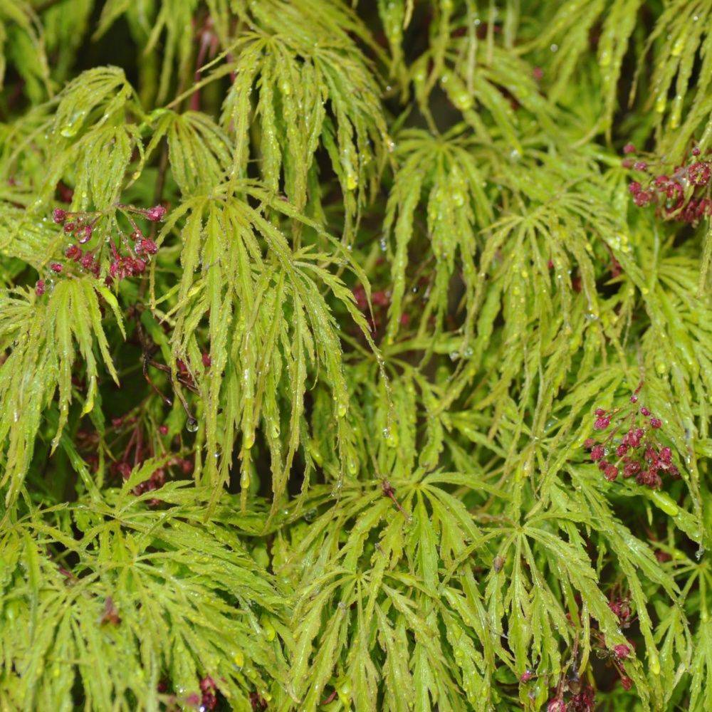 Erable du Japon 'Dissectum Viridis' - Image 3
