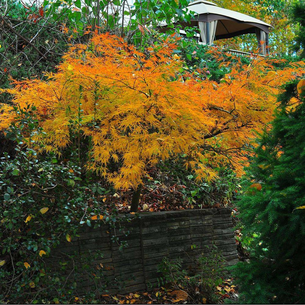 Erable du Japon 'Dissectum Viridis' - Image 2
