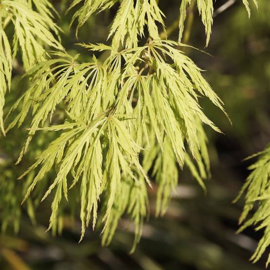 Erable du Japon 'Dissectum Viridis' - Image 1