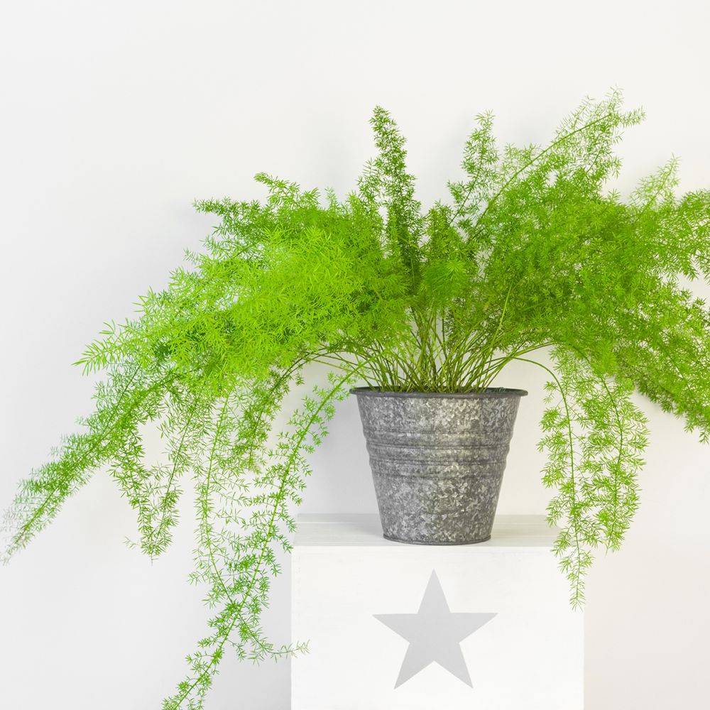 Asparagus sprengeri - Image 1