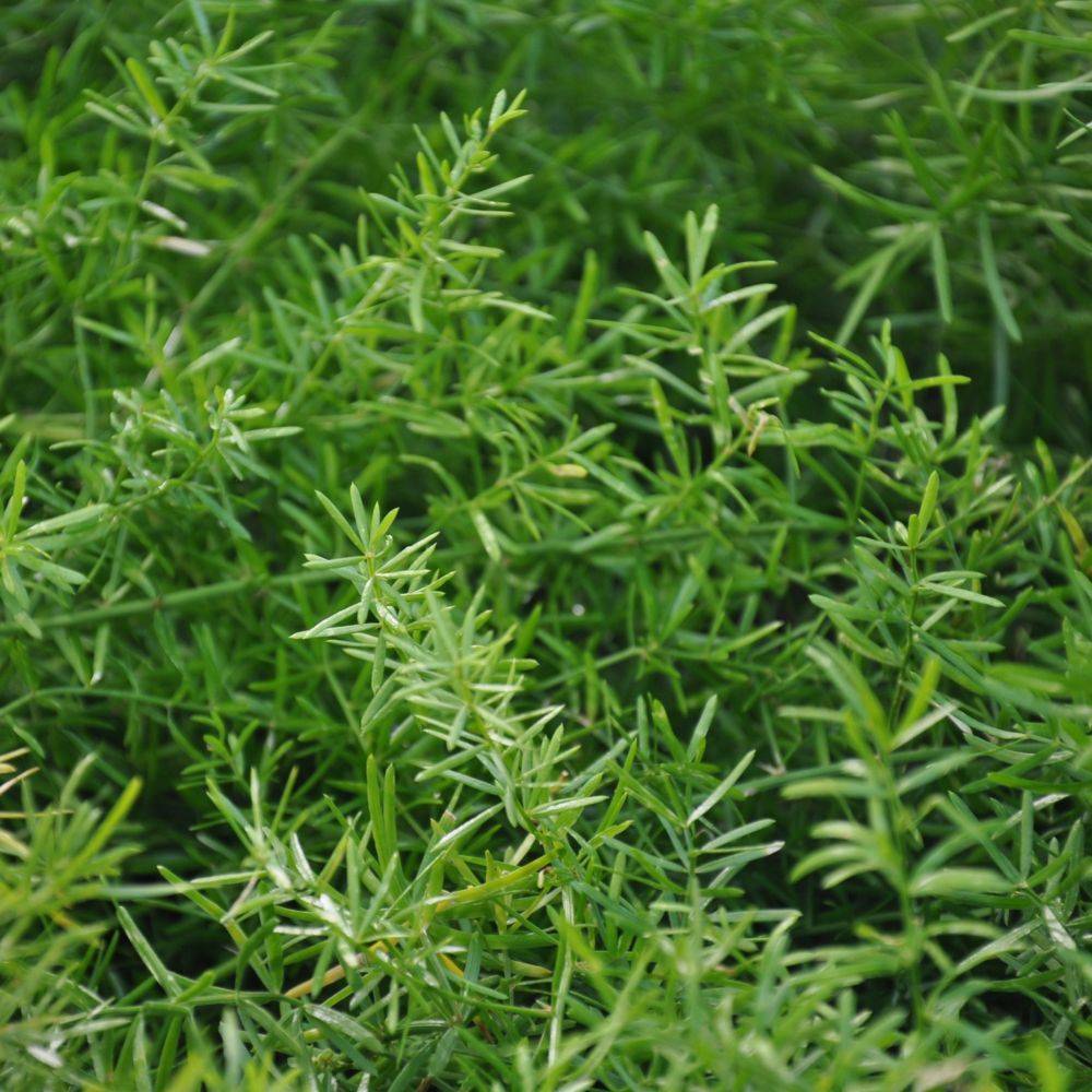 Asparagus sprengeri - Image 3