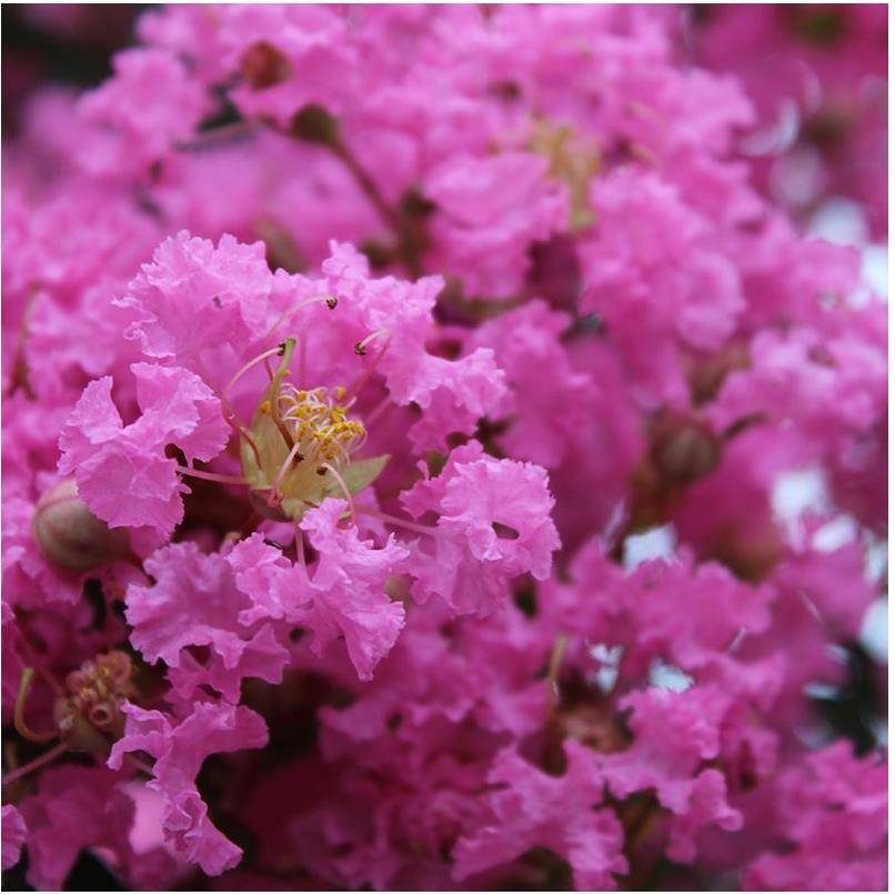 Lilas des Indes Monbazillac® - Image 1