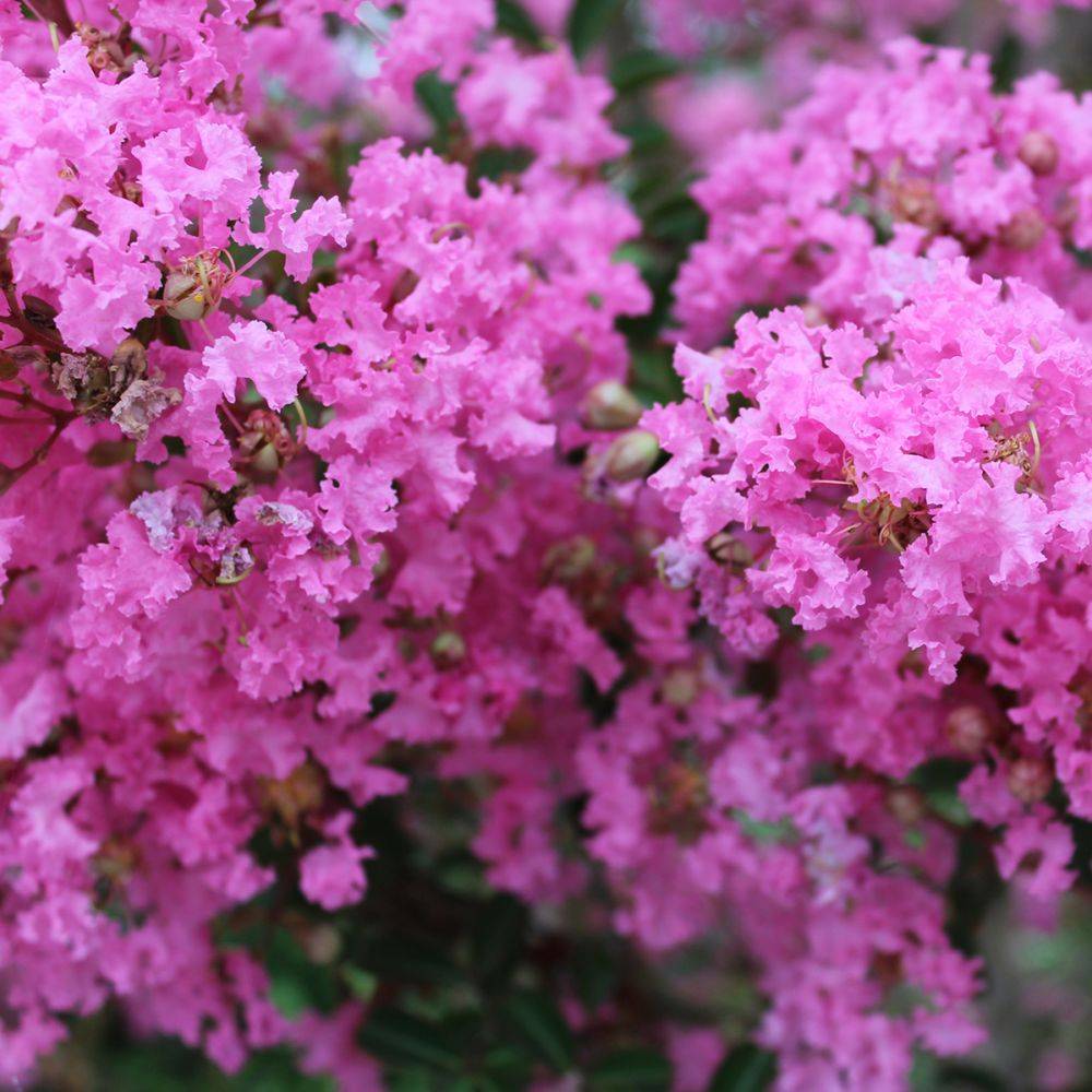 Lilas des Indes Monbazillac® - Image 2