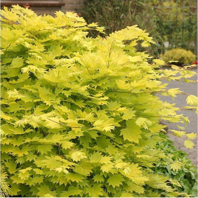 Erable du Japon 'Aureum' - Acer shirasawanum 'Aureum' - Image 5