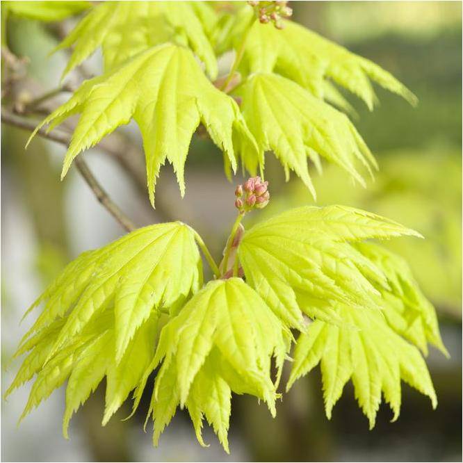 Erable du Japon 'Aureum' - Acer shirasawanum 'Aureum' - Image 2