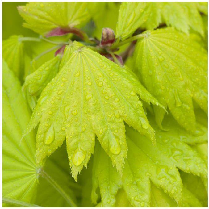 Erable du Japon 'Aureum' - Acer shirasawanum 'Aureum' - Image 1