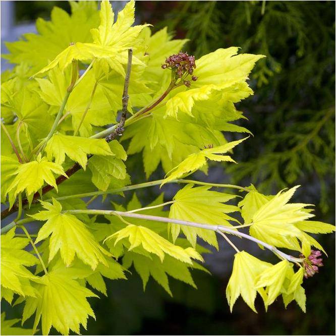 Erable du Japon 'Aureum' - Acer shirasawanum 'Aureum' - Image 4