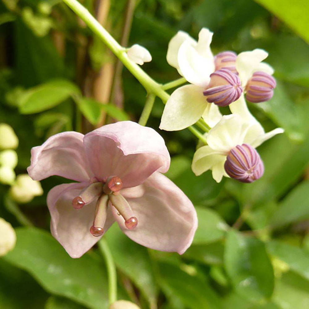 Akebia quinata Silver Bells