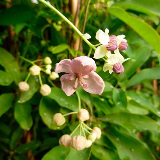 Akebia quinata Silver Bells - Image 2