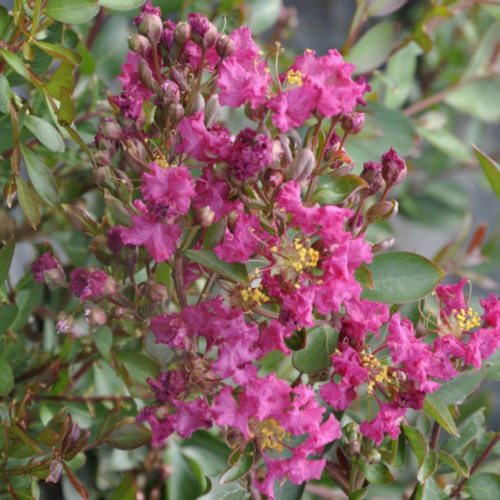 Lilas des indes Petite Pink - Image 1