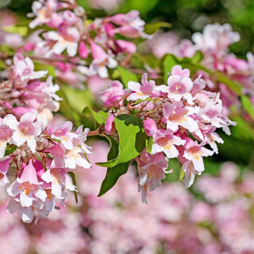 Kolkwitzia 'Pink Cloud' - Image 1