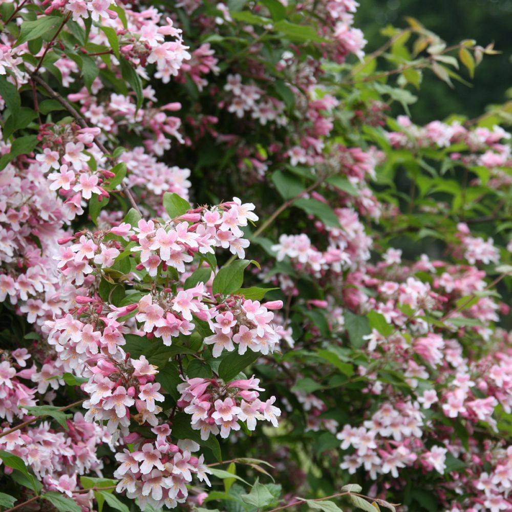 Kolkwitzia 'Pink Cloud' - Image 2