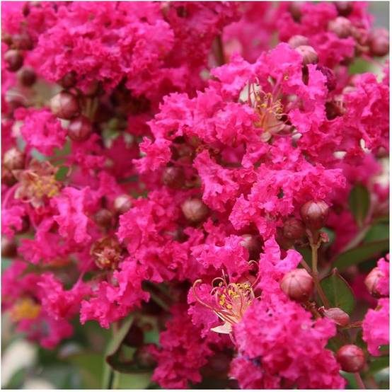 Lagerstroemia 'Périgord Pourpre®' - Image 2