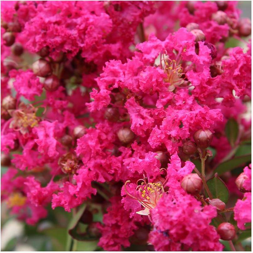 Lagerstroemia 'Périgord Pourpre®' - Image 2