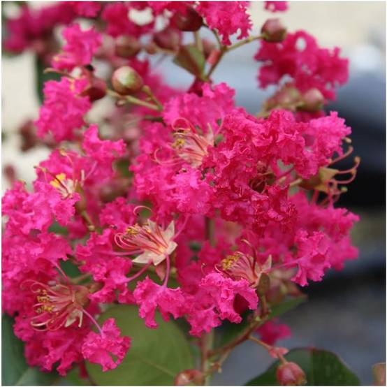 Lagerstroemia 'Périgord Pourpre®' - Image 1