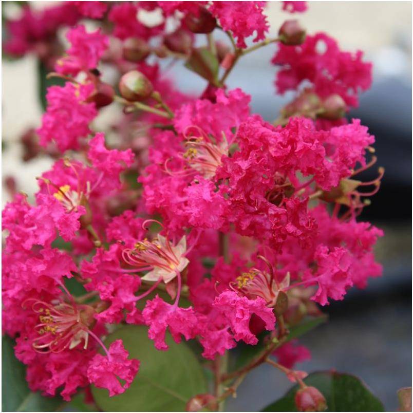 Lagerstroemia 'Périgord Pourpre®' - Image 1