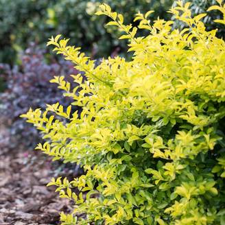Troène 'Lemon &Lime'®