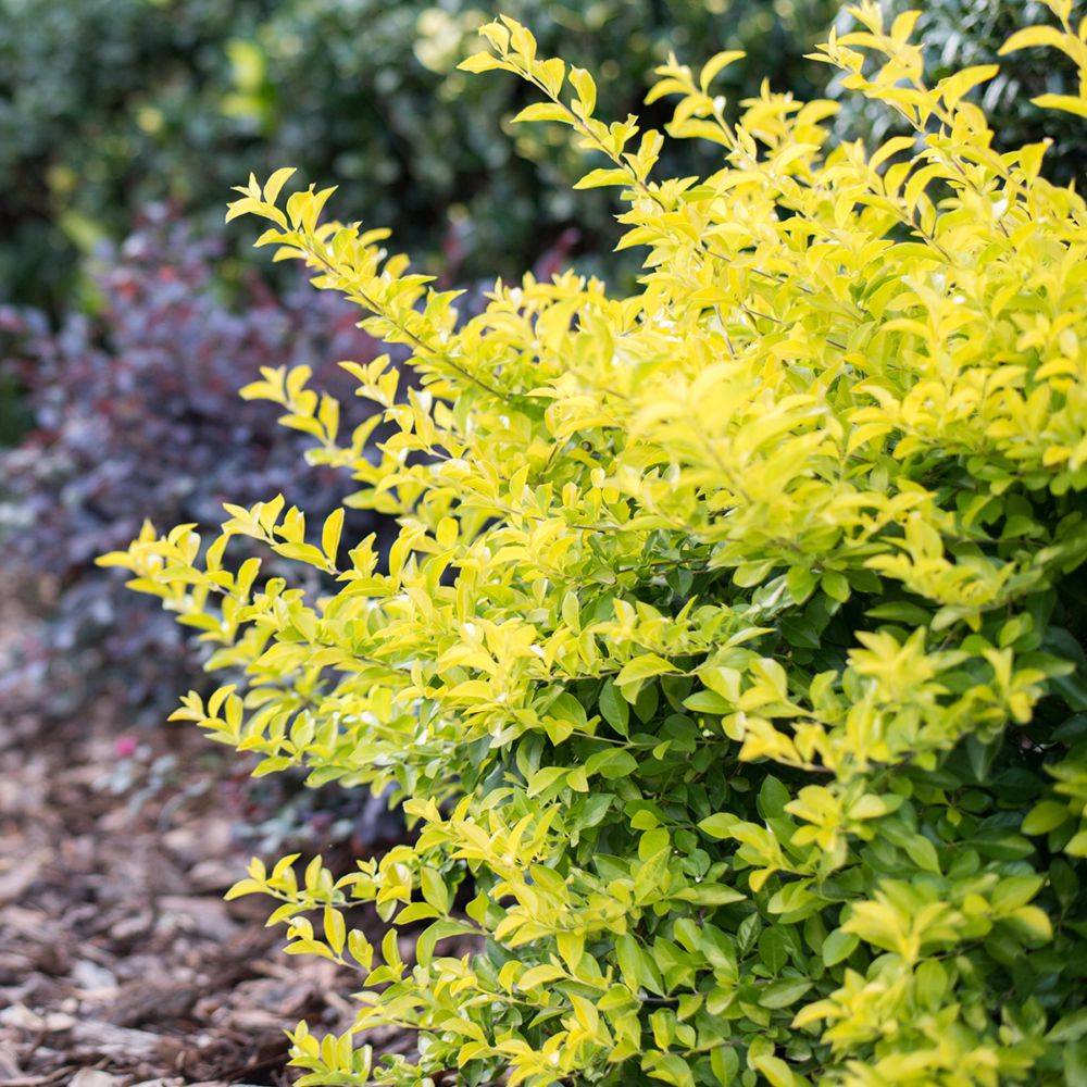 Troène 'Lemon &Lime'®