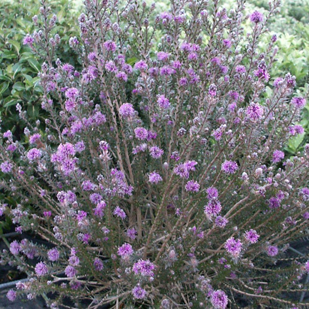 Melaleuca squameux - Image 2