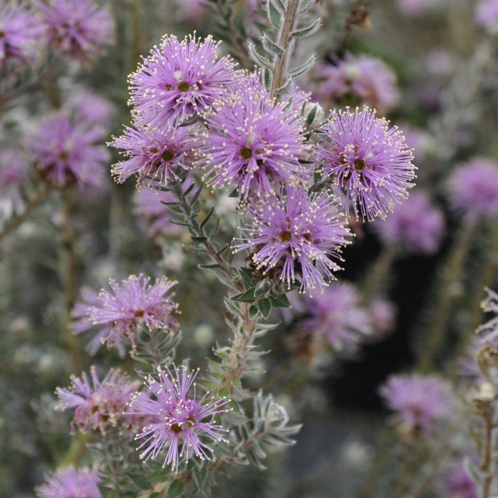 Melaleuca squameux - Image 1