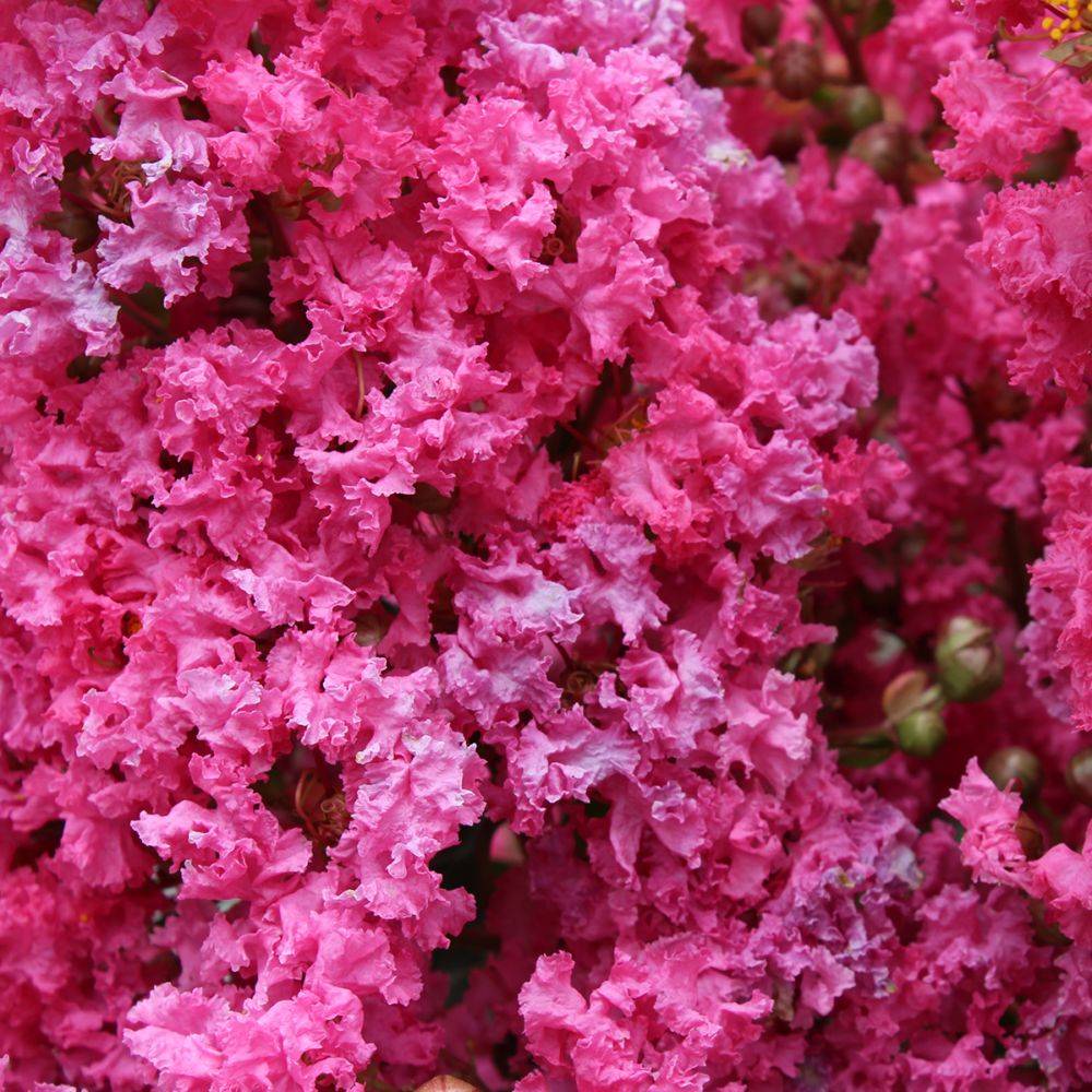 Lilas des Indes Périgord Pourpre® - Image 5